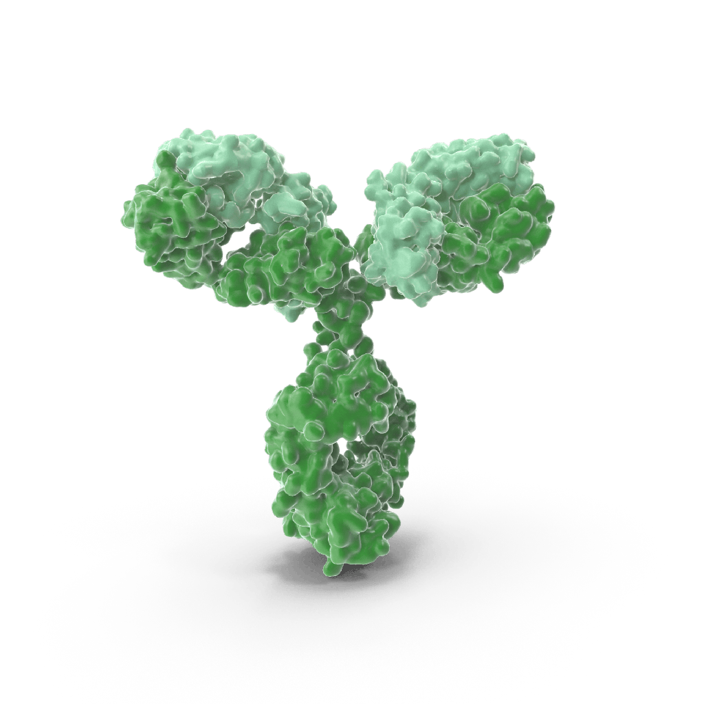 Anti-Clusterin Rabbit Polyclonal Antibody - 100 μL
