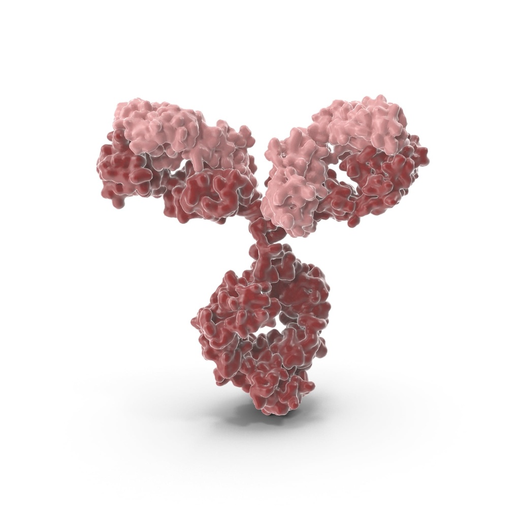 2 hydroxyisobutyryl HIST1H4A (K8) Antibody   