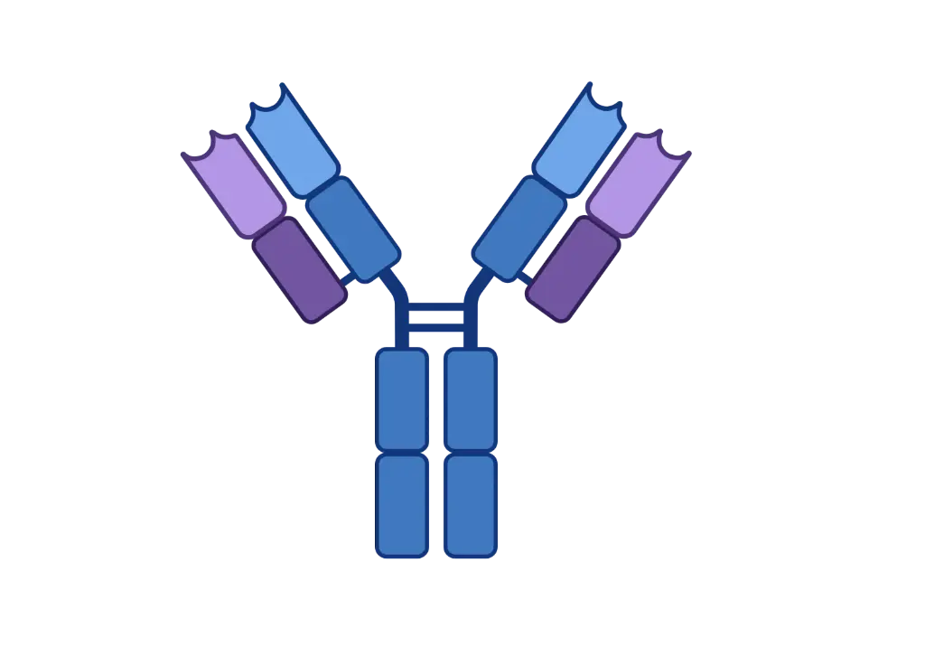 Acetyl Histone H4 (Lys91) Antibody   