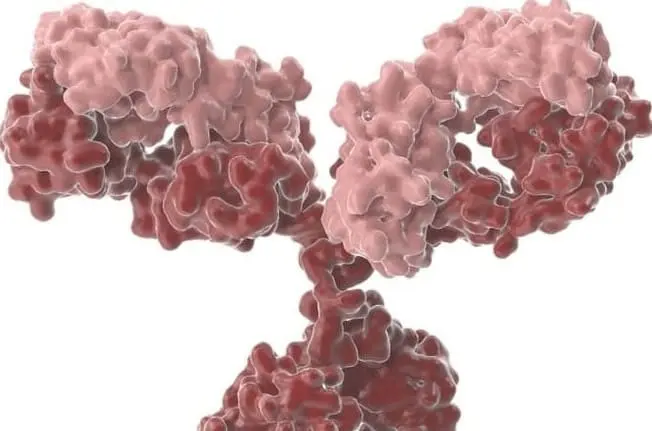 ADIPOR1 Antibody  HRP conjugated   