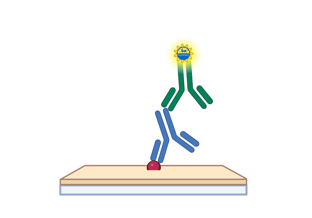 Adiponectin ELISA, Bovine