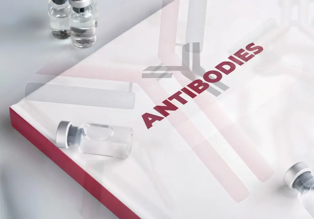 Anti-ARAP3 - Antibody