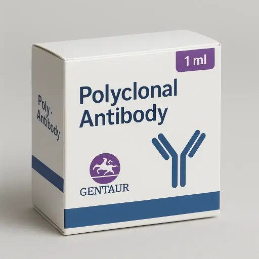 53BP1 Polyclonal Antibody