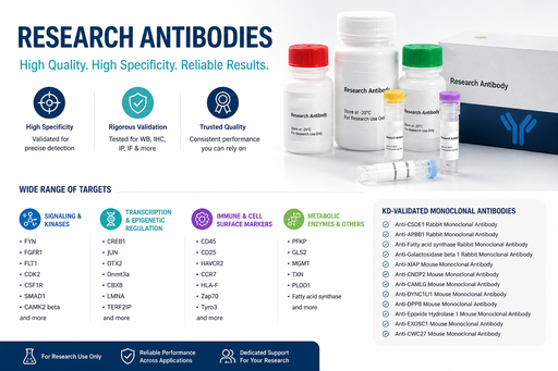 [AM8705b] HLA-F Antibody