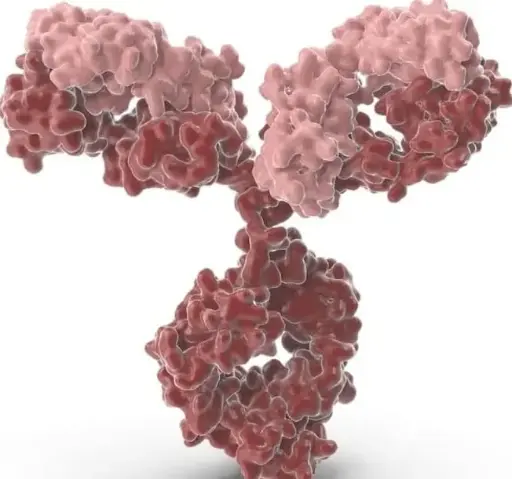 [CSB-PA839860LB01HU] ADPRHL1 Antibody  HRP conjugated   