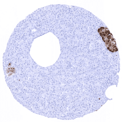 [sk1411] Chromogranin A (MSVA-380R)