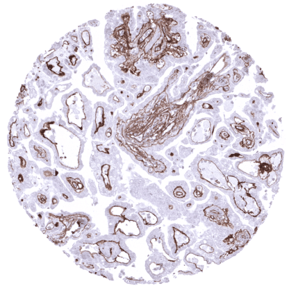 [sk1417] Collagen IV (MSVA-704R)