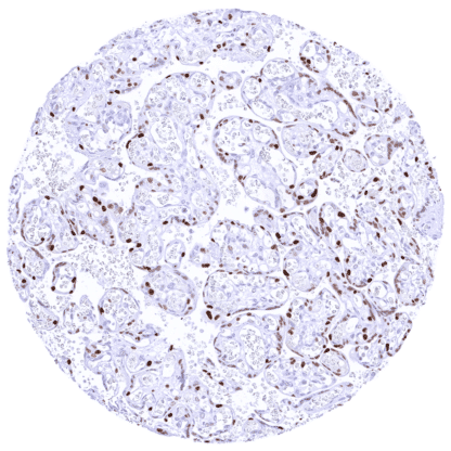 [sk1426] Cyclin E1 (MSVA-898R)